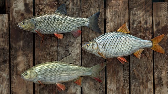 Professional Fishing cung cấp nhiều loại cá