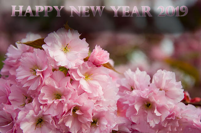 Hình nền chúc mừng năm mới Kỷ Hợi 2019