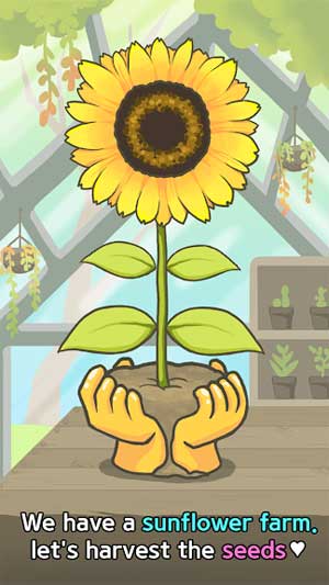 Trồng hoa hướng dương để lấy hạt giống 