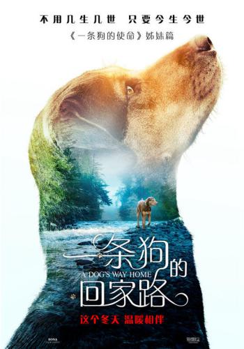 A Dogs Way Home 2
