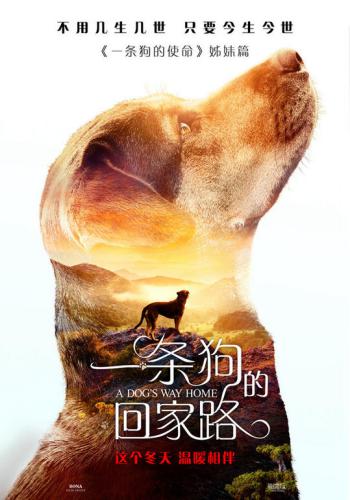 A Dogs Way Home 3