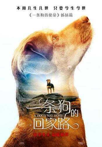 A Dogs Way Home 4