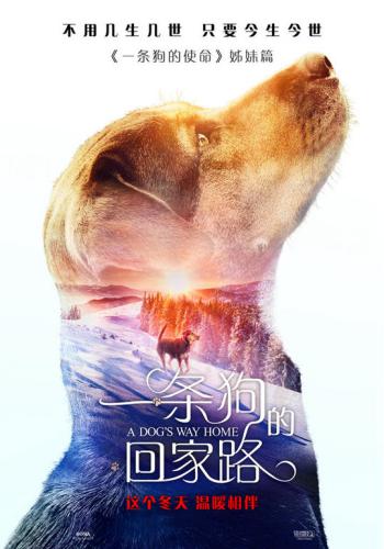 A Dogs Way Home 5