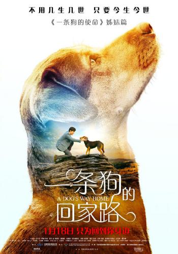 A Dogs Way Home 6
