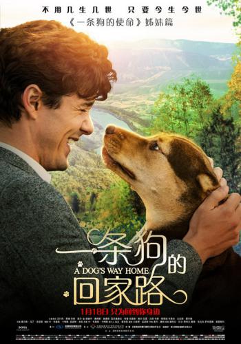 A Dogs Way Home 7