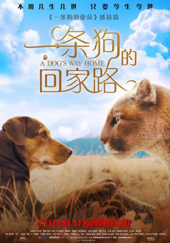 A Dogs Way Home 8