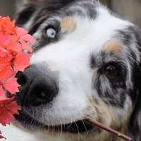 Puppy Wallpapers HD