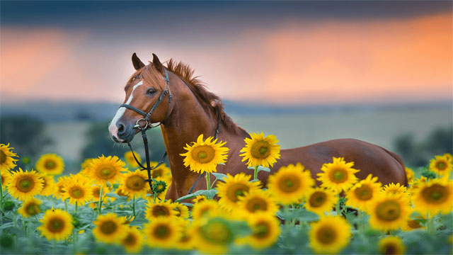 Sunflowers Premium là bộ hình nền hoa hướng dương miễn phí cho Win 10