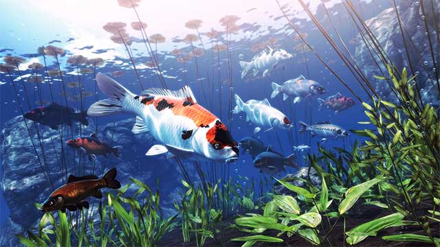My Koi là game nuôi cá cảnh tuyệt đẹp và thư giãn