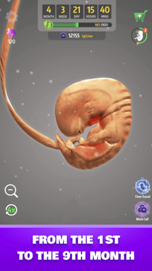 Hình thành thai nhi