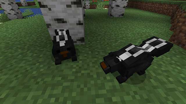 Skunks Mod 1.16.5 sẽ thêm loài chồn hôi vào thế giới tự nhiên của Minecraft
