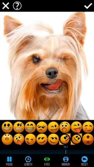Tạo biểu cảm cho thú cưng