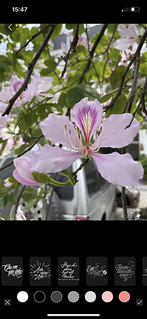 Tính năng Typo độc đáo trên Pic Pro for iOS