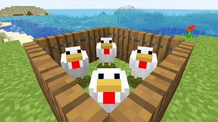 Thuần hóa gà trong Minecraft bằng cách quây chúng trong một không gian kín