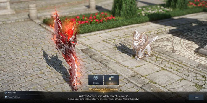 Gặp NPC Working Achatemeow để bắt đầu nhiệm vụ thu thập pet