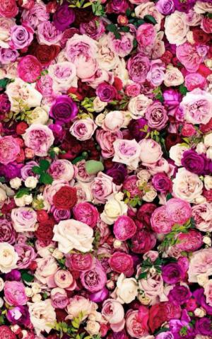 rose mobile wallpaper 1*349219