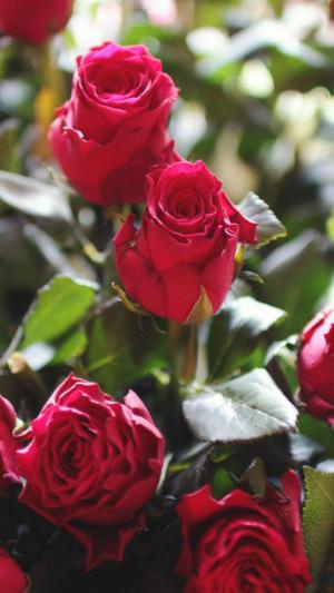 rose mobile wallpaper 2*349217