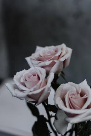 rose mobile wallpaper 3*349216