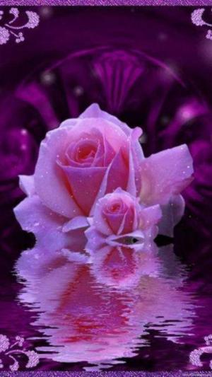 rose mobile wallpaper 4*349218