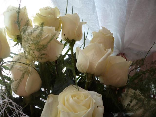 rose wallpaper 11*349223