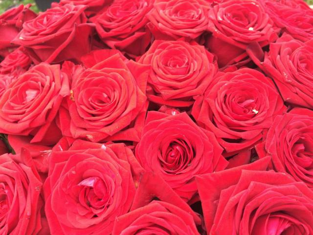 rose wallpaper 13*349225