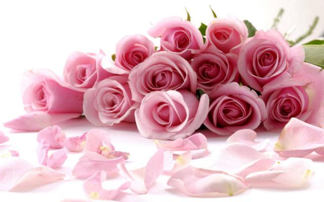 rose wallpaper 14*349224