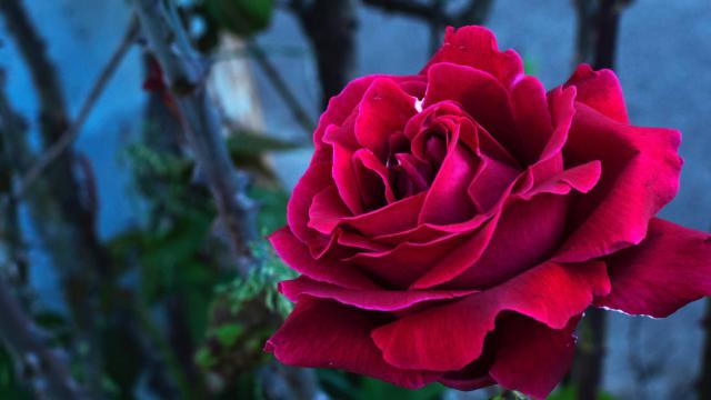 rose wallpaper 15*349232