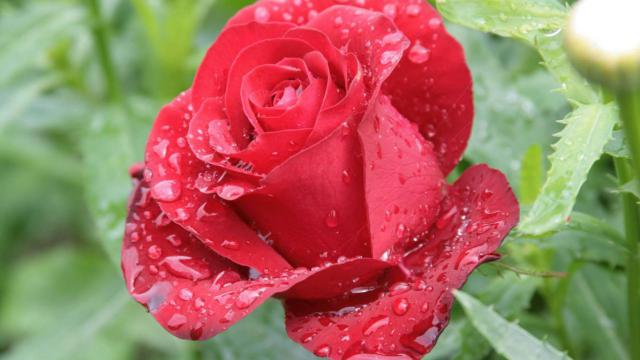 rose wallpaper 16*349230