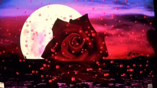 rose wallpaper 2*349235