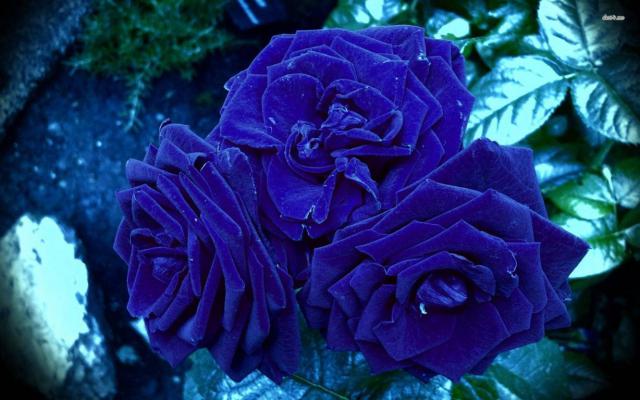 rose wallpaper 4*349233