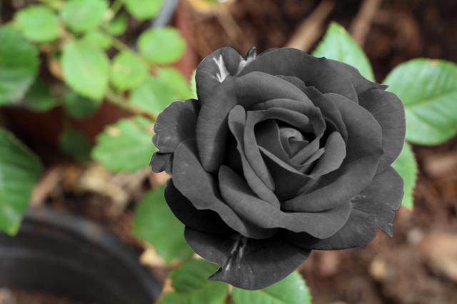 rose wallpaper 5*349231