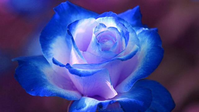 rose wallpaper 7*349234