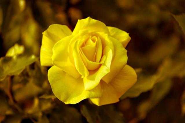 rose wallpaper 8*349221