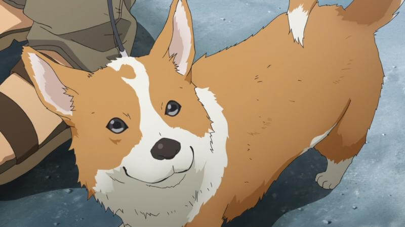 Doggie-Corgi-Wallpapers-20