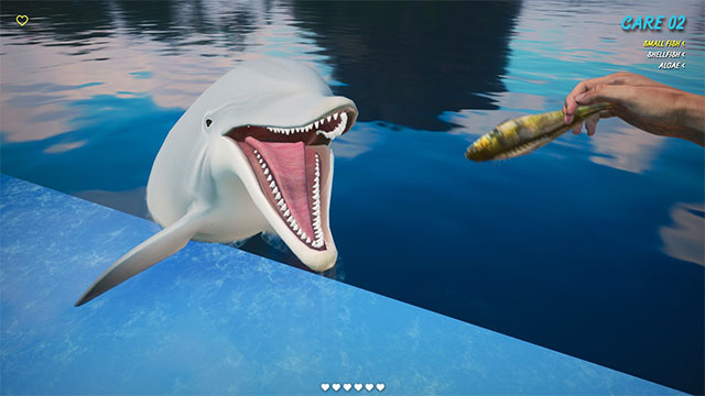 Lấy chứng chỉ huấn luyện cá heo, lặn biển và bắt đầu công việc ở Dolphinarium