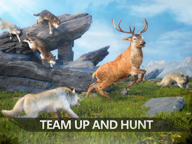Lập team với những con sói khác để lập team và săn mồi trong game Wolf Game: The Wild Kingdom 