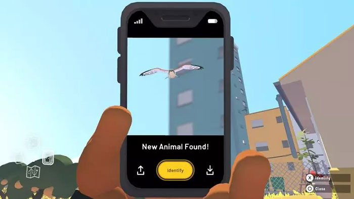 Chim cắt được tìm thấy gần khu vực trồng cam ở nông trại.