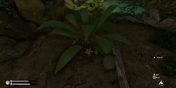  Molineria trong Green Hell