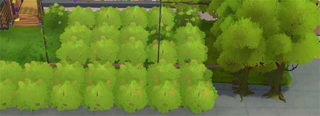 Bạn nên khai thác cây nhiều lần để có đủ thức ăn sinh tồn