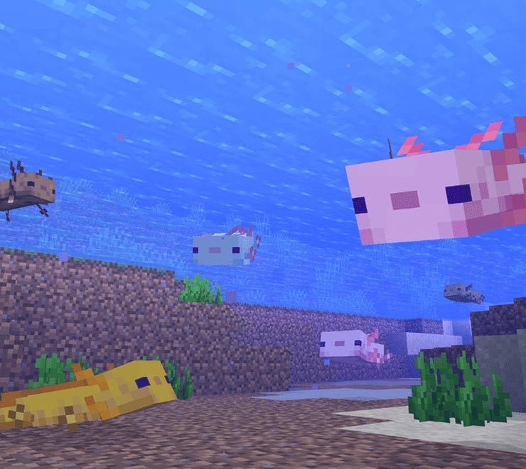 Cách nhân giống Axolotl xanh trong Minecraft