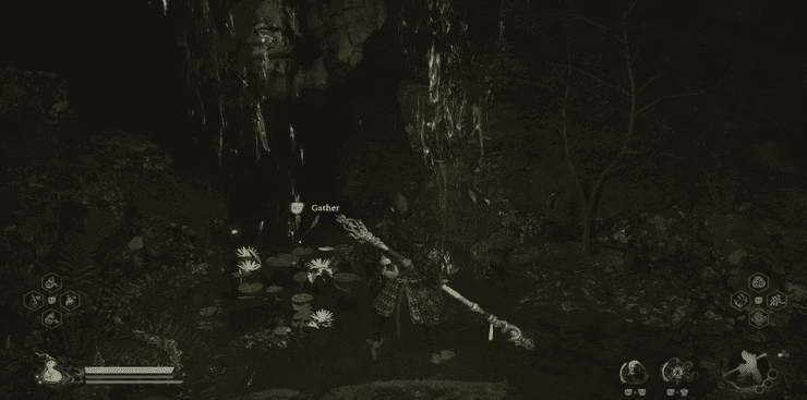 Jade Lotus ở khu vực nước nông