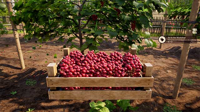 Khám phá cuộc sống của người trồng nho bên bờ Địa Trung Hải thời Trung cổ