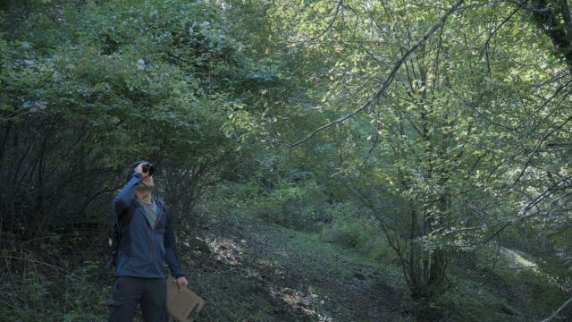 Thử thách sinh tồn một mình trong rừng vắng với game live-aciton Wordless Forest 