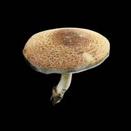 Agaricus Augustus