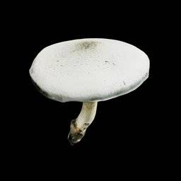 Agaricus Campestris Musrhoom