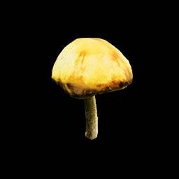 Armillaria Mellea Musrhoom