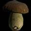 Boletus Edilus Musrhoom