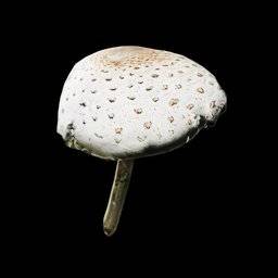 Lepiota Procera Musrhoom