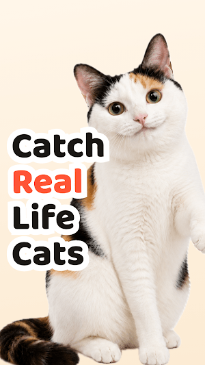 Cat Collector cho bạn sưu tầm hình ảnh những con mèo gặp ngoài đời thực